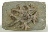 Fossil Crinoid (Agaricocrinus) - Crawfordsville, Indiana #310192-1